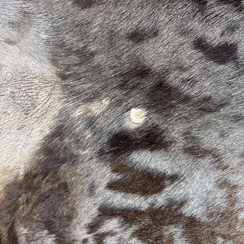 Wildebeest Skin (holes and scars/No tail ) Size: 60x56" D-943