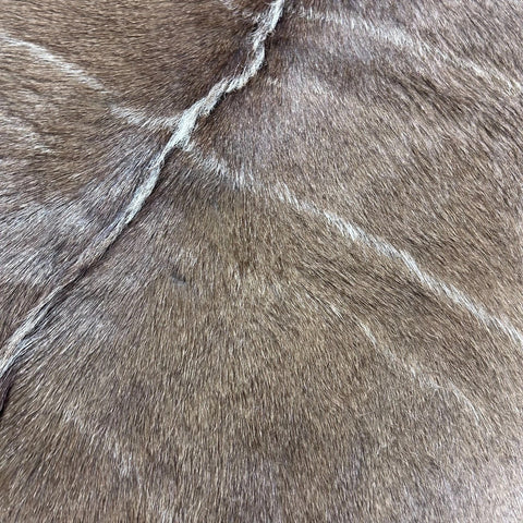 Kudu Skin Rug (Tail is 14") Real Greater Kudu Antelope Hide Size 69x59" D-964