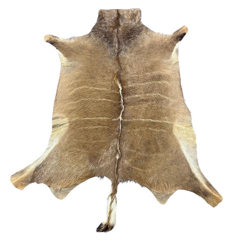 Kudu Skin Rug (Tail is 14") Real Greater Kudu Antelope Hide Size 69x59" D-964