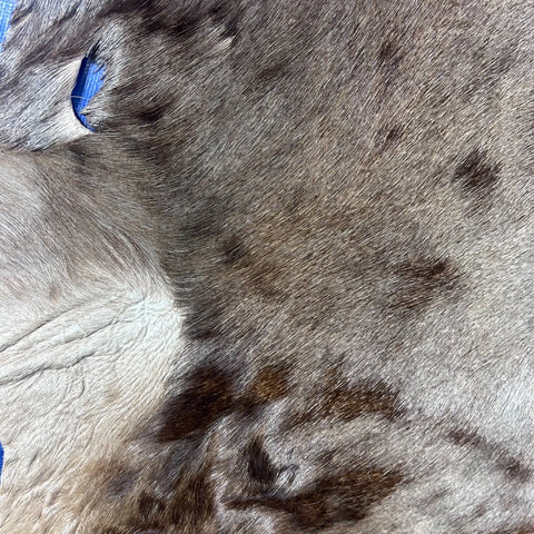 Wildebeest Skin (Holes and Scars/No Tail) Size: 49x45" D-944