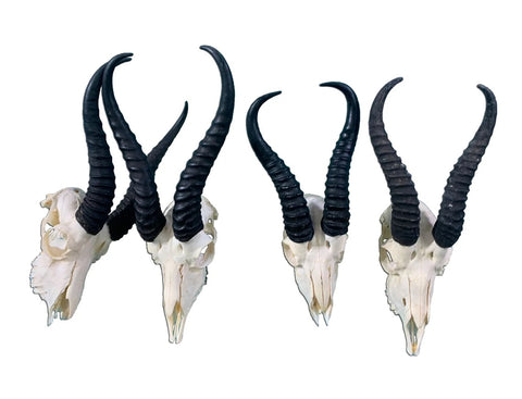 Big Animal Skull # 2- Real African Impala Antelope Horns - African Trophy Skull - BIG SIZE (Horns are 23.5" and 23"long)