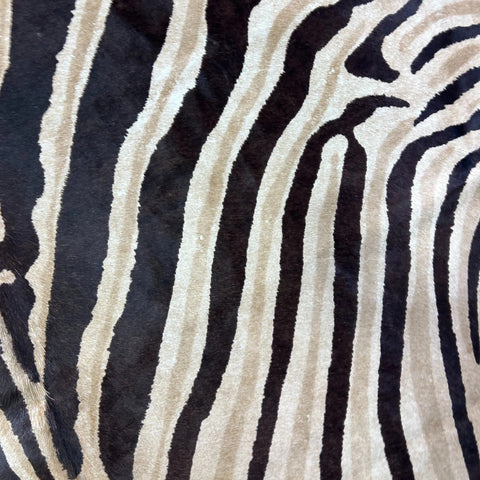Genuine Zebra Cowhide Rug (brown inner stripes) Size: 7x6 feet Z-148