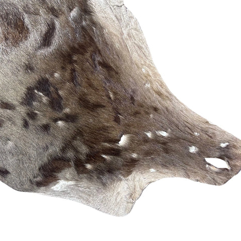 Wildebeest Skin (Holes and Scars/No Tail) Size: 49x45" D-944