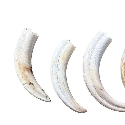 Warthog Tusks- 8 Real Warthog tusks - 8 Real African Warthog Teeth