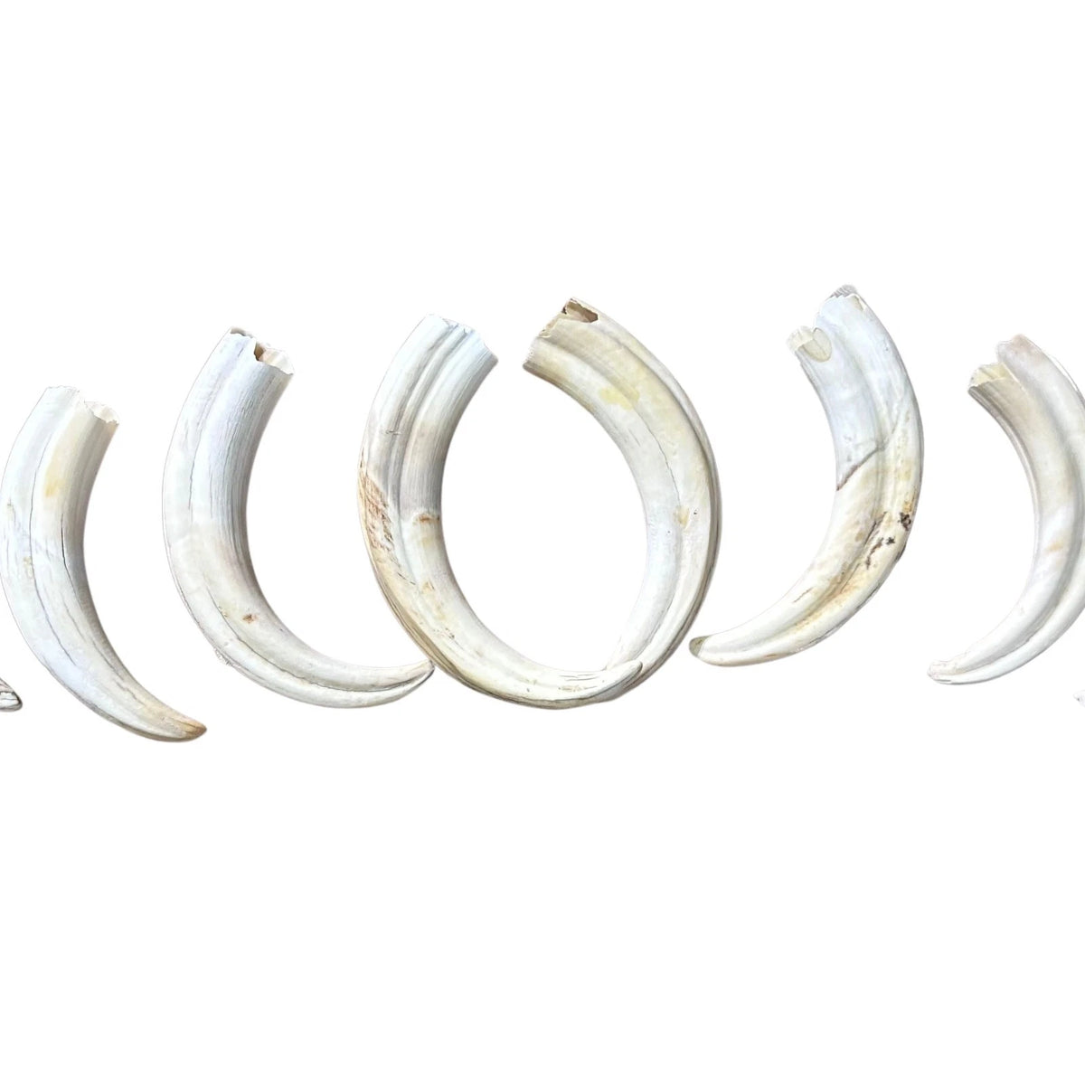 Warthog Tusks- 8 Real Warthog tusks - 8 Real African Warthog Teeth