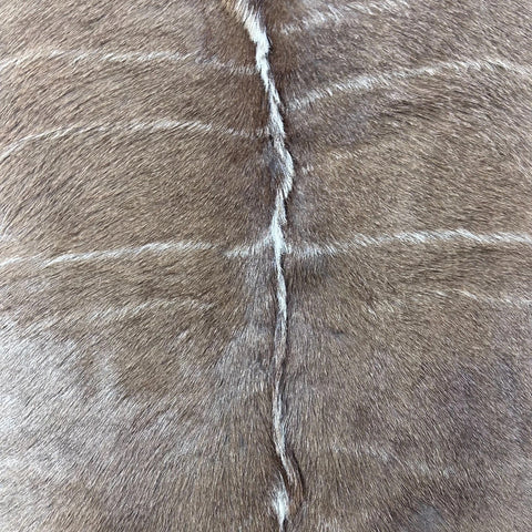Kudu Skin Rug (Tail is 14") Real Greater Kudu Antelope Hide Size 69x59" D-964