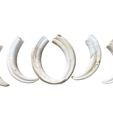 Warthog Tusks- 8 Real Warthog tusks - 8 Real African Warthog Teeth