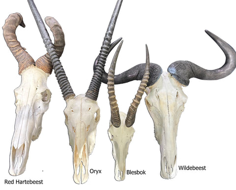 Gnu Skull - Big Wildebeest Skull, Mature Old Wildebeest Skull African Antelope Horns + Skull/ Gnu Skull / Blue Wildebeest Skull #RED BARN