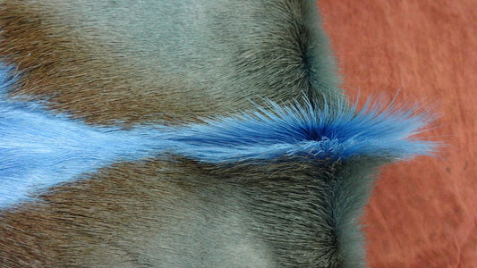 Dyed Baby Blue Springbok Skin Brand New Antelope Hide Approx. Size: 36X21" Deer Skin, Deer Hide, Deer Pelt, Buck Skin, Buck hide, Antelope