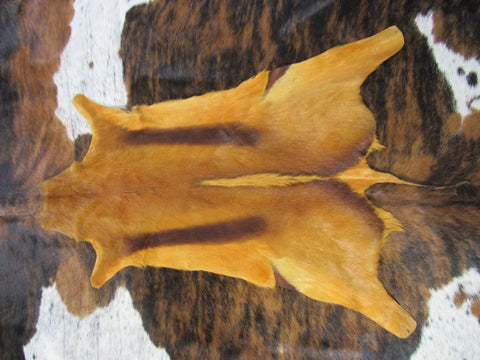 Dyed Spice Orange African Springbok Skin African SPRINGBOK Skin African antelope - Approx. Size: 36X21", Deer Hide, Deer Skin, Buck Skin