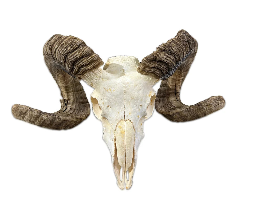 Ram Skull #1 - Real Marino Ram Horns and Skull - Approx Size: 13LX17WX8D inches - Made for Wall Hanging with Metal Bracket on the Back