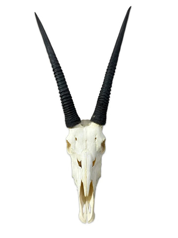 BIG Male Oryx Skull - African Antelope Horn + Gemsbok Skull (Horns are around 32 and 34 inches)