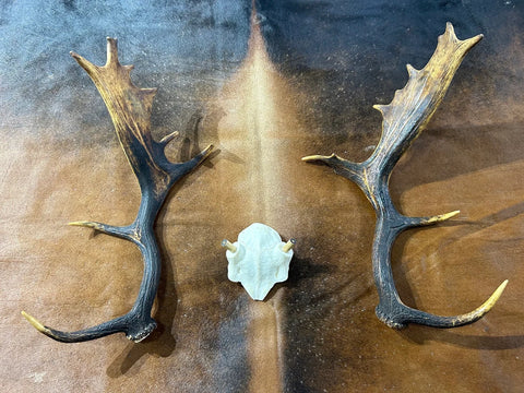 Deer Skull Real Fallow Deer Horns + SKULL Cap Fallow Skull Approximate Size: 22HX13DX18W inches