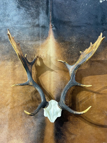 Deer Skull Real Fallow Deer Horns + SKULL Cap Fallow Skull Approximate Size: 22HX13DX18W inches