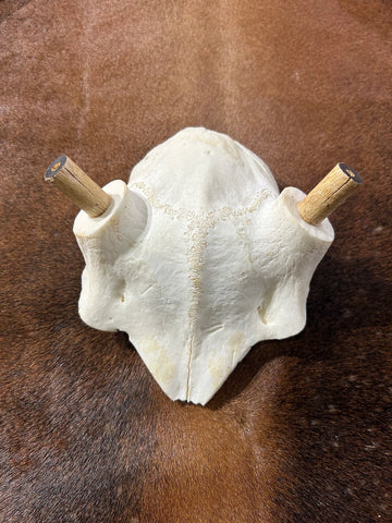 Deer Skull Real Fallow Deer Horns + SKULL Cap Fallow Skull Approximate Size: 22HX13DX18W inches