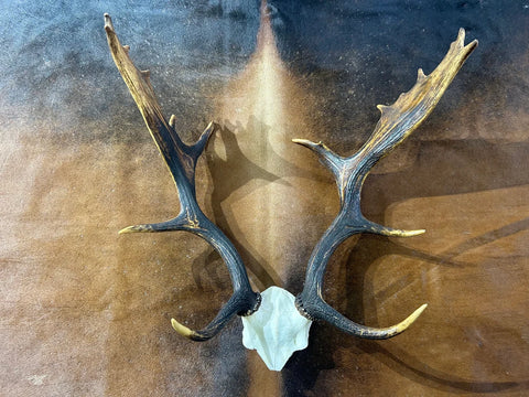 Deer Skull Real Fallow Deer Horns + SKULL Cap Fallow Skull Approximate Size: 22HX13DX18W inches