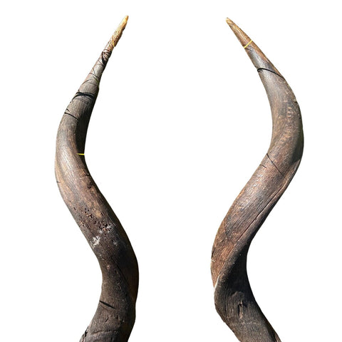 Set of Giant Record Size Kudu Horns, African Antelope Outer Horns XXXLARGE Size: Approx. 52" and 54" (measured around curls)