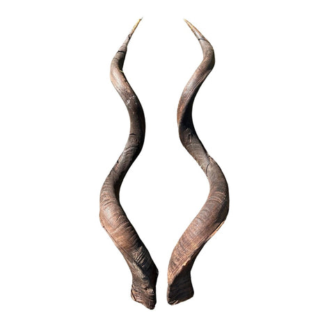 Set of Giant Record Size Kudu Horns, African Antelope Outer Horns XXXLARGE Size: Approx. 52" and 54" (measured around curls)