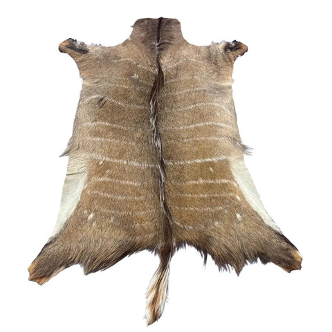 Male Nyala Skin - Deer Leather Rug -Deer skin for pillows, wallets, hand bags, deer floor rug - Male Nyala Hide - Nyala Antelope Skin D-987