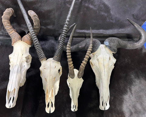 Gnu Skull - Big Wildebeest Skull, Mature Old Wildebeest Skull African Antelope Horns + Skull/ Gnu Skull / Blue Wildebeest Skull #RED BARN