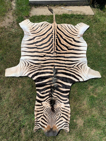 Giant Zebra Skin Rug # 105 (Tail is 35") Size: 8 3/4x6 1/2 feet