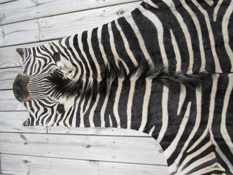 Real Zebra Skin Rug BRAND NEW Burchell's Hide (A few small scars) Tail is 29" Size: 8x6 Zebra-103