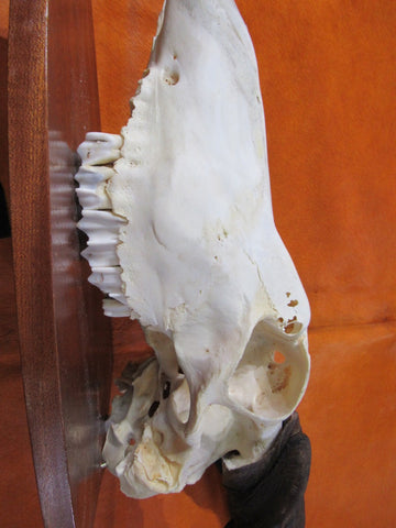 Eland Skull - Real African Antelope Horns and skull- African Trophy Male Eland Cranium - Huge Horns