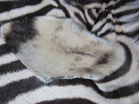 Zebra Skin Rug # 108 (a few scars/Tail is 30") Size: 8x6 feet