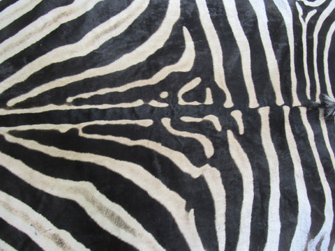 Felted Zebra Skin # 114 (beautiful but has a few scratches/Tail is around 36") Size: 8.5x7 feet