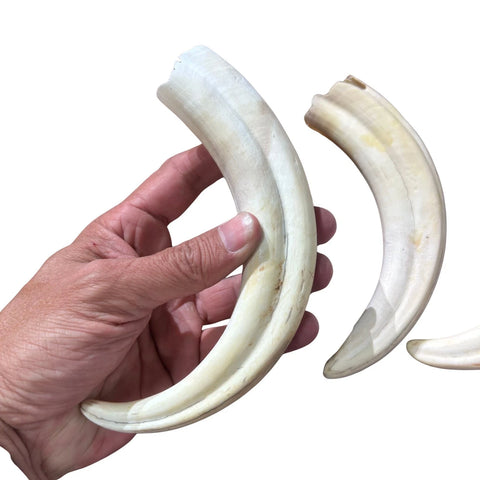 Warthog Tusks- 8 Real Warthog tusks - 8 Real African Warthog Teeth