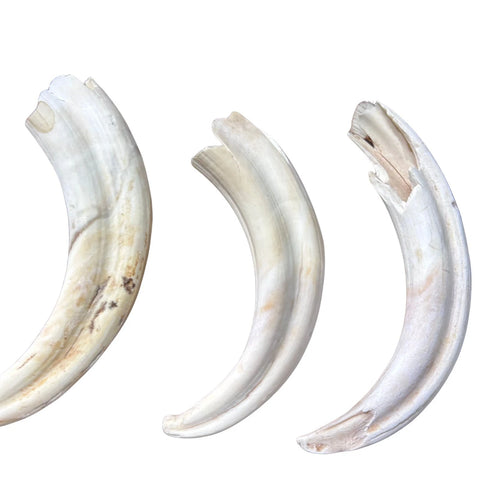Warthog Tusks- 8 Real Warthog tusks - 8 Real African Warthog Teeth