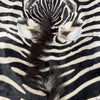 Zebra Skin Rug # 67- (Tail is 32") SUPER A GRADE Size: 8x7 feet