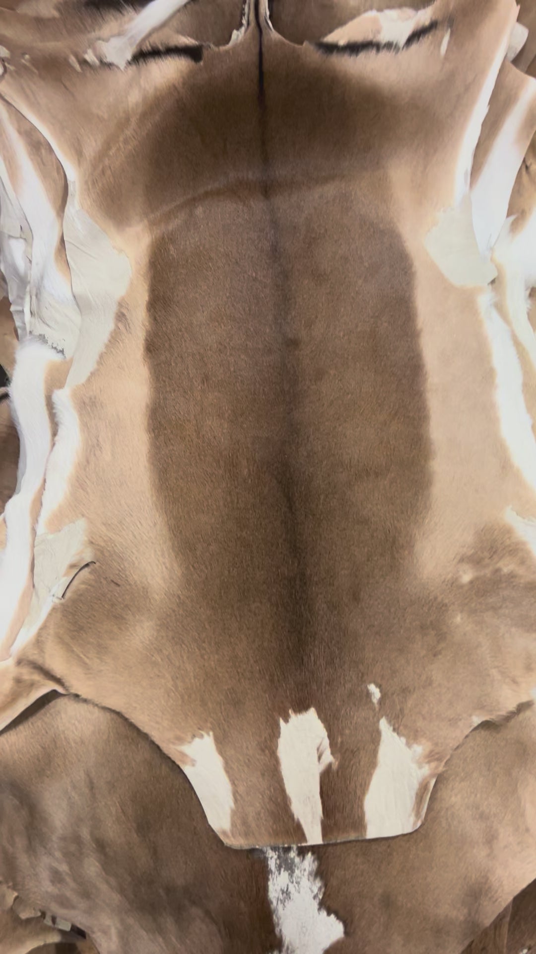 African Impala Antelope Hide - 2nd Grade Skin