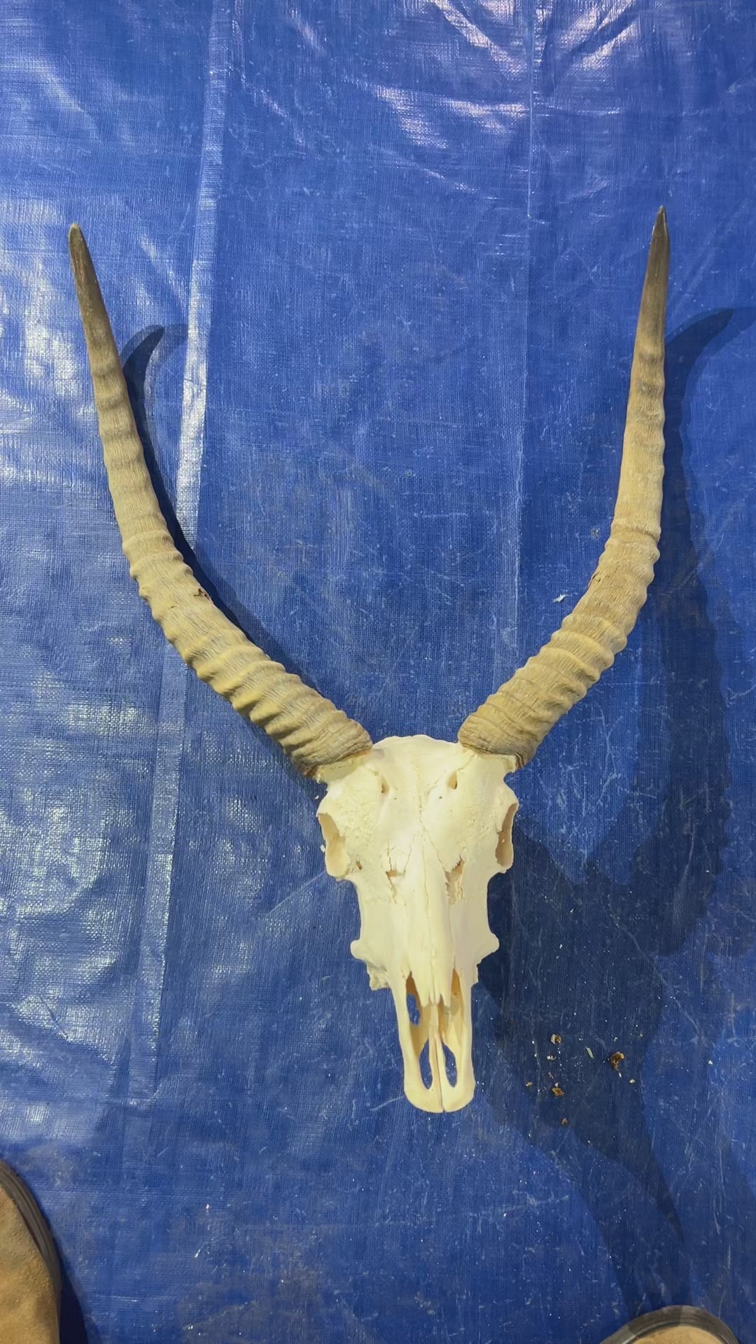 Lechwe Skull- Real Antelope Skull - Lechwe Skull Taxidermy Wall Art Horns Antlers Approximate Size: 30HX19WX16D