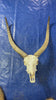 Lechwe Skull- Real Antelope Skull - Lechwe Skull Taxidermy Wall Art Horns Antlers Approximate Size: 30HX19WX16D