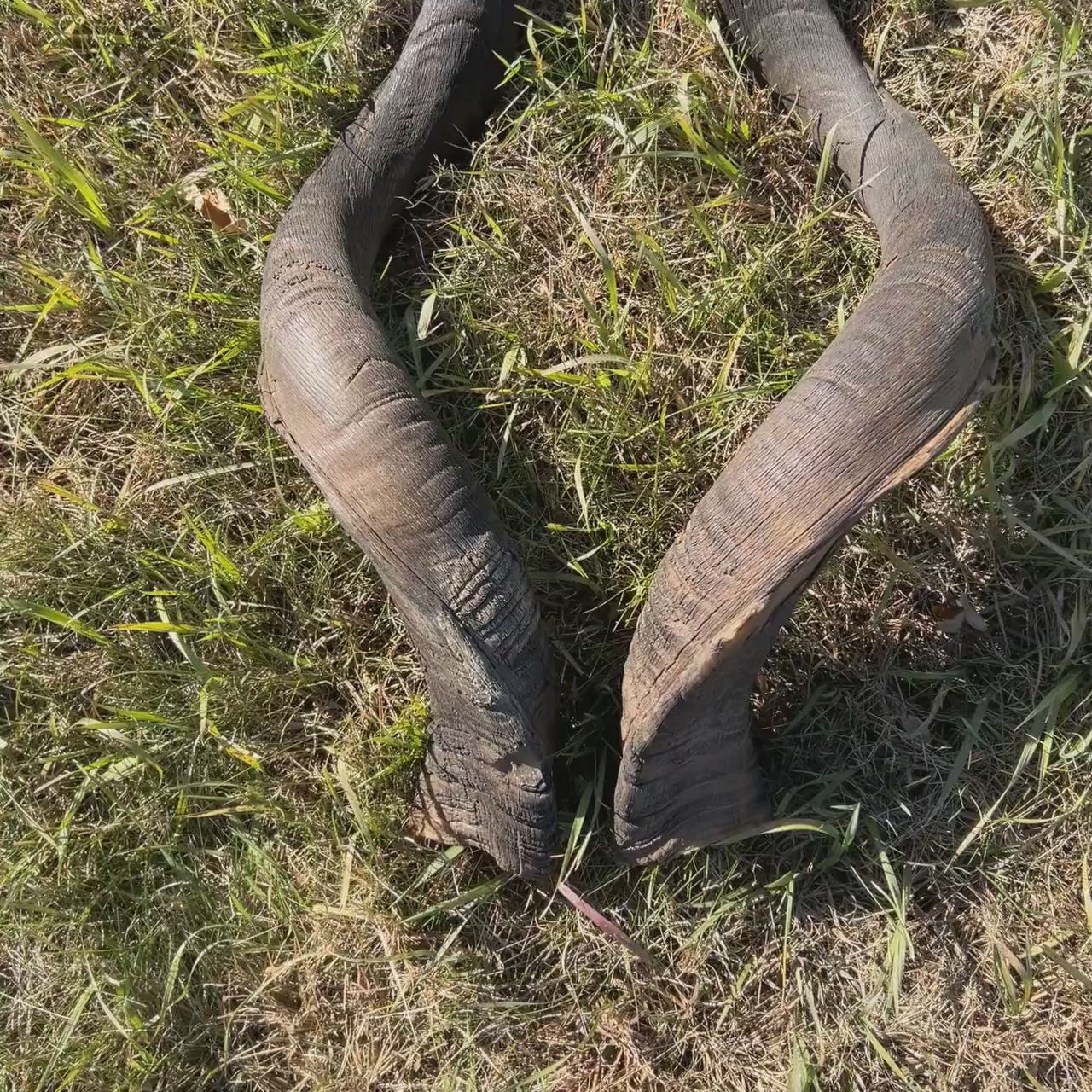 Set of Giant Record Size Kudu Horns, African Antelope Outer Horns XXXLARGE Size: Approx. 52" and 54" (measured around curls)