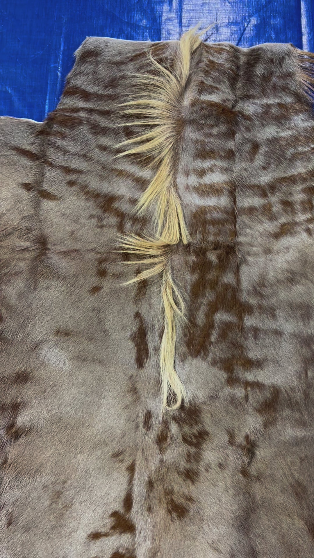 Gorgeous Golden Wildebeest Skin Rug (tail is 20" long) Size: 5x4 feet