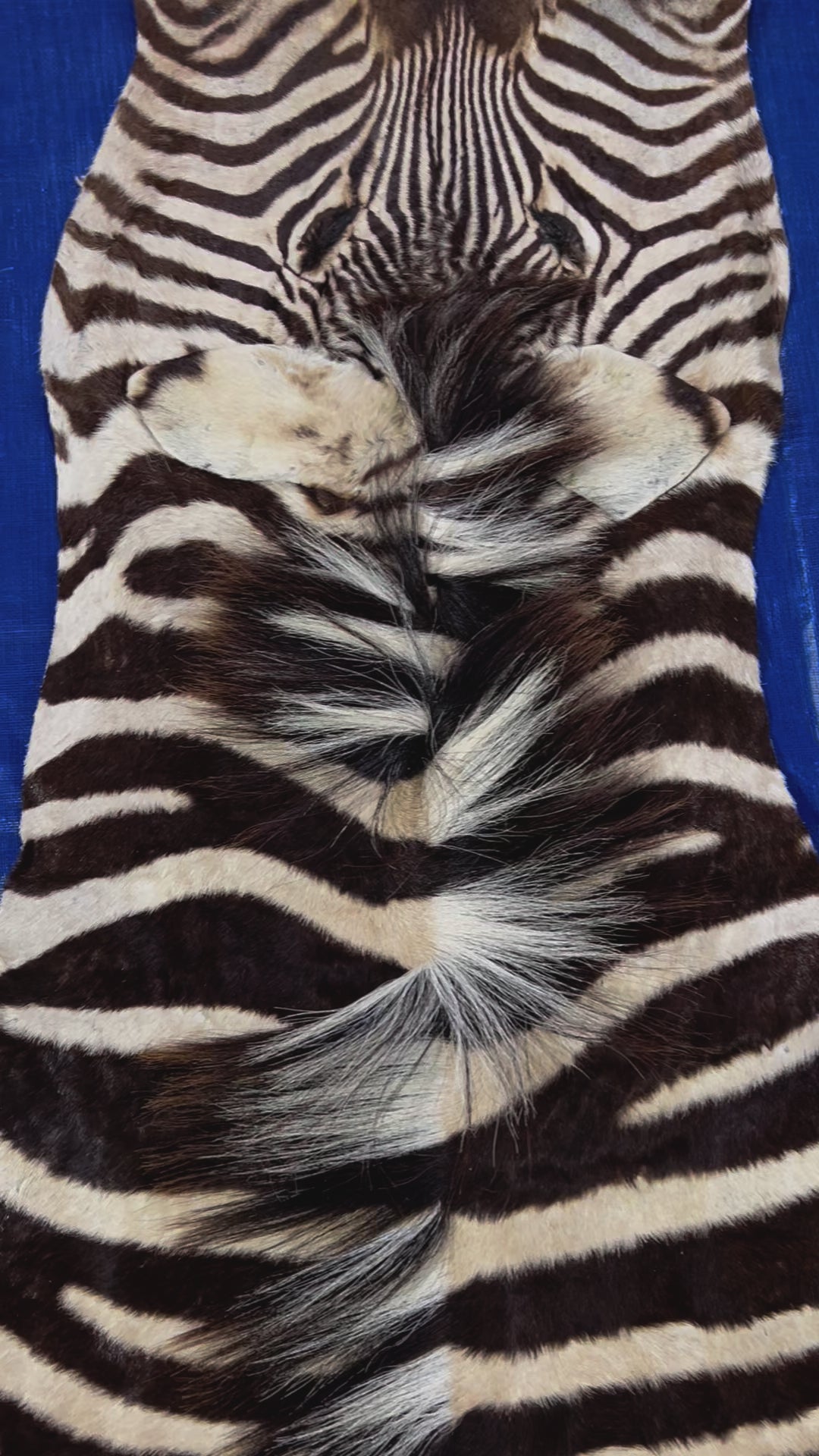 Real Zebra Skin Rug Size: 7.5x5.5 ft (Tail is about 25"/Across belly 50") # 1