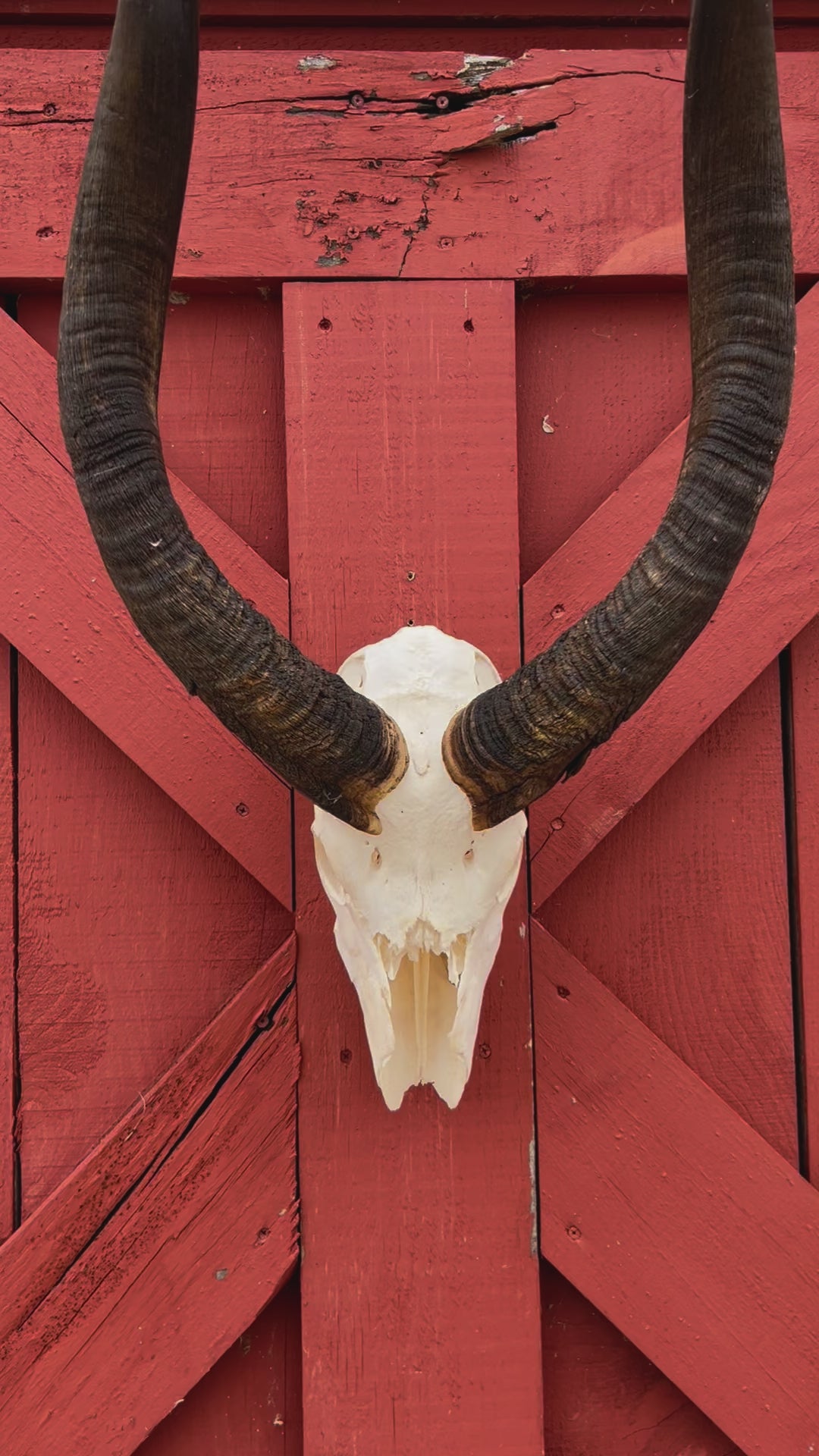 Real Nyala Skull - African Nyala Antelope Horns + Skull