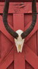 Real Nyala Skull - African Nyala Antelope Horns + Skull