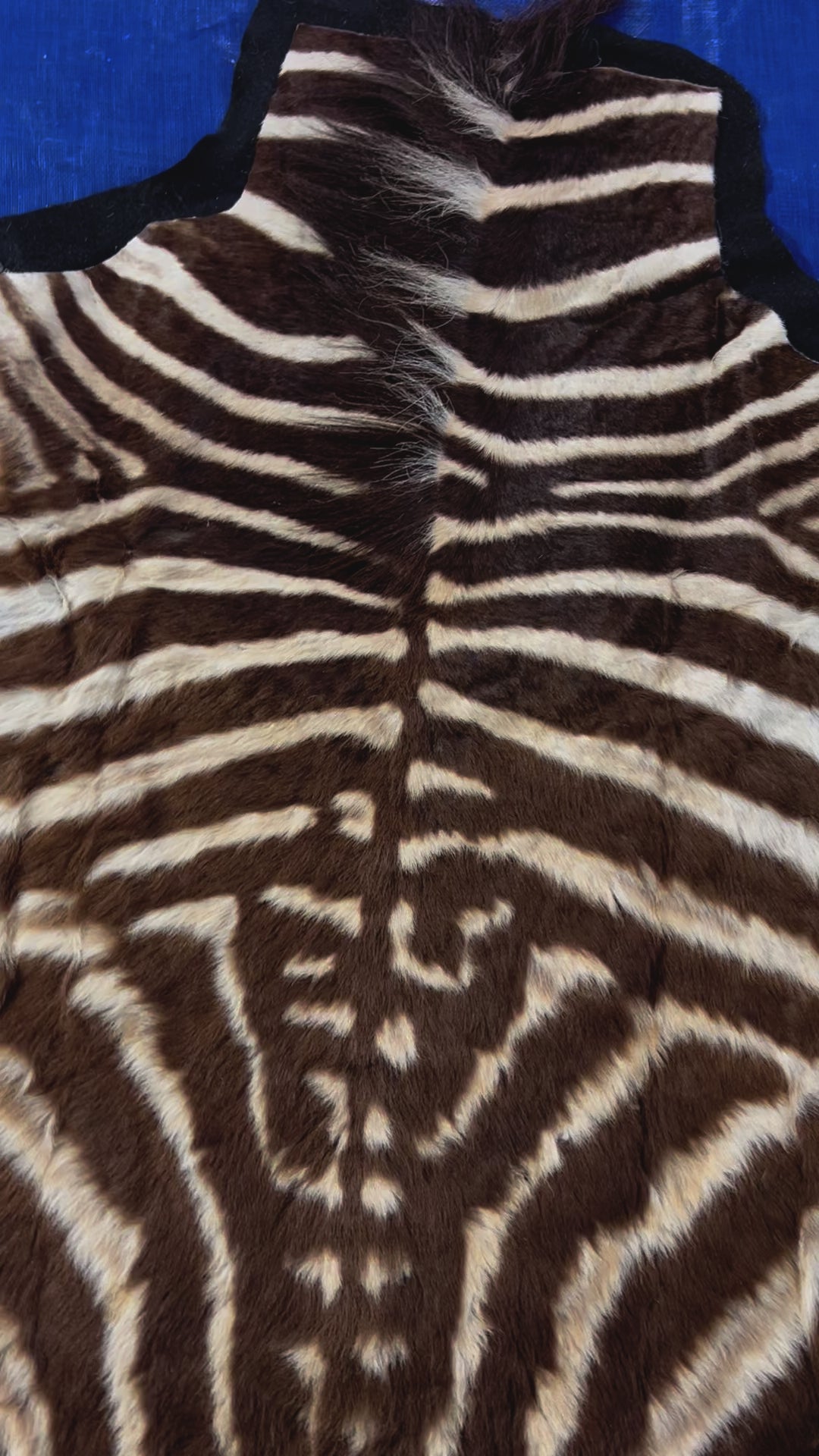 Juvenile Zebra Hide # 9 (Felted/ no head/Tail is 20") Size: 50x49"