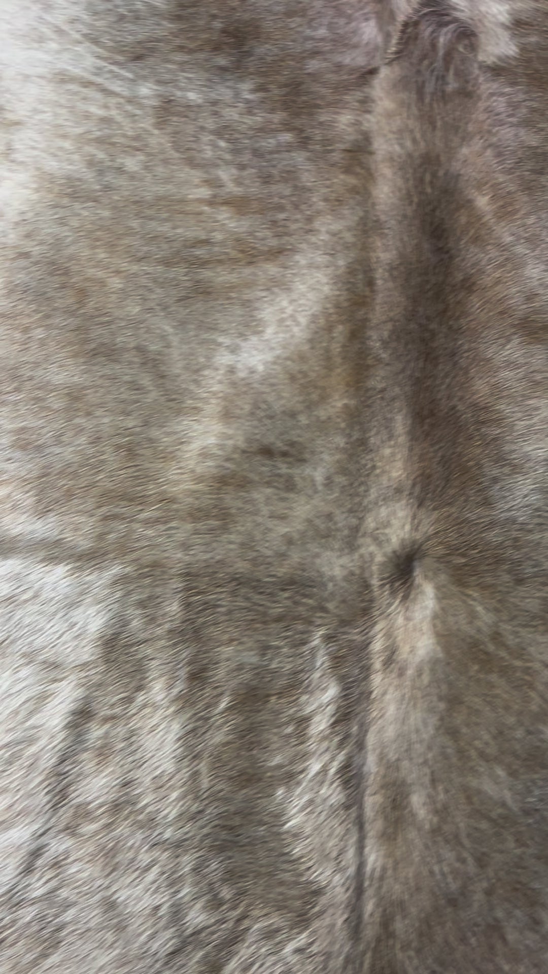 Beautiful Palomino Cowhide Rug (shiny hair) Size: 6.7x6.5 feet D-357