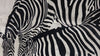 Zebra Image Printed Cowhide Rug Size: 7x7 feet D-447