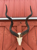 Real Kudu Skull - Real African Cape Kudu Antelope Skull - Horns are 52" long