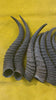 1 Natural Springbok Horn, Springbok Horn Average Size: 8 to 11 inches long