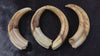 Warthog tusk, Pig Tusk, Natural Warthog Tusk -  1 tusk