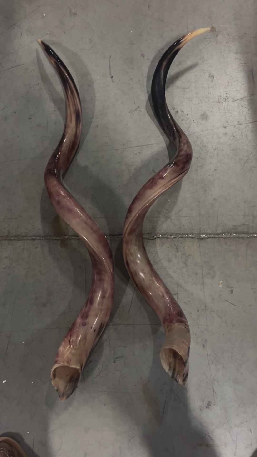 Set of Giant Record Size Kudu Horns, African Antelope Outer Horns Polished LARGE Size: Approx. 46" (measured straight)