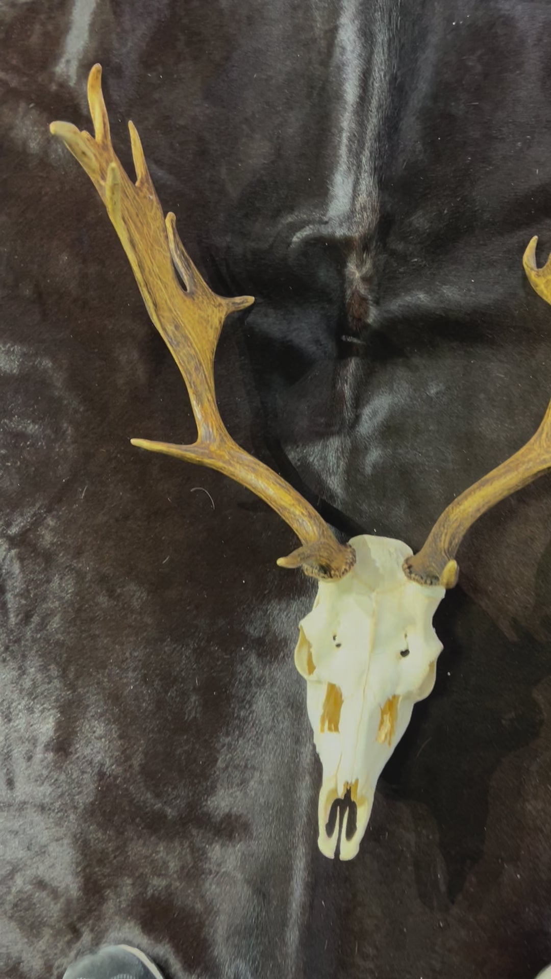 Deer Skull Real Fallow Deer Horns & Skull - REAL Fallow Skull Approximate Size: 32HX17DX20W inches