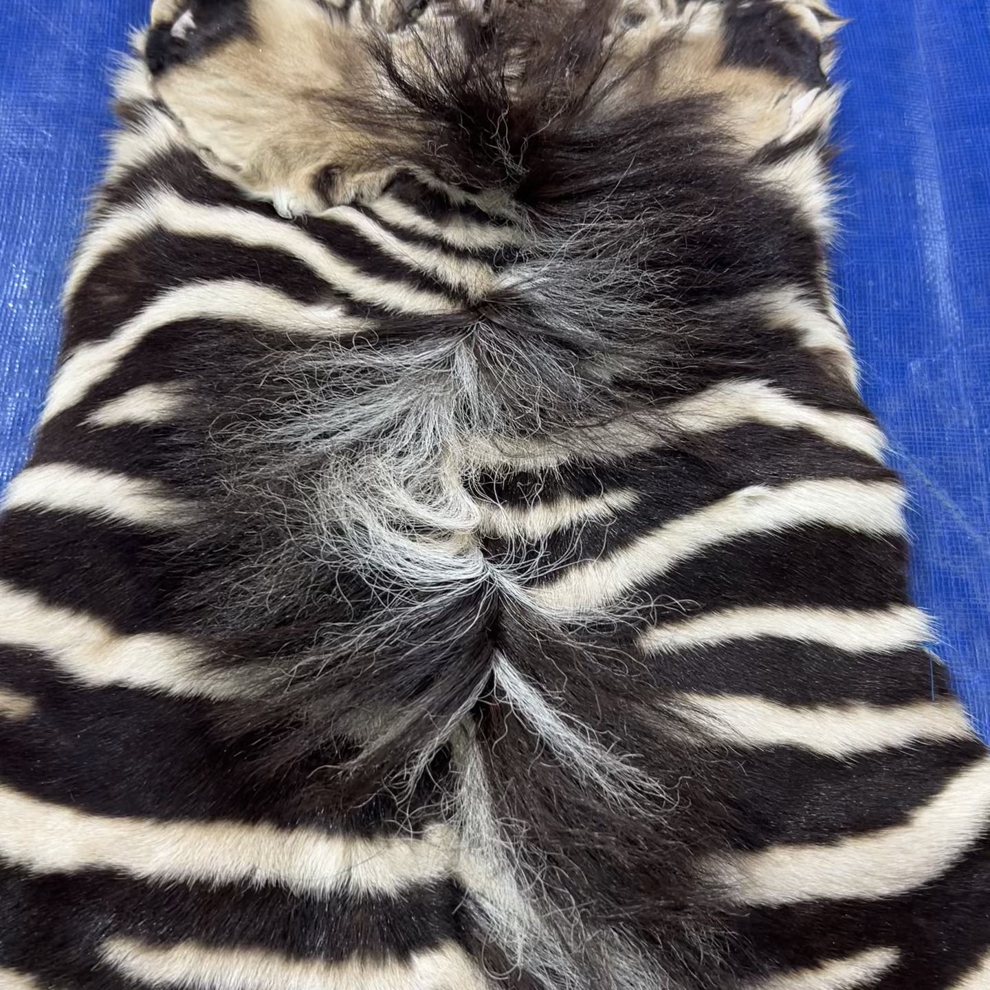 Real Zebra Skin Baby Size Real Zebra Hide D-973 SMALL Size: 47X 37" (tail is 13")