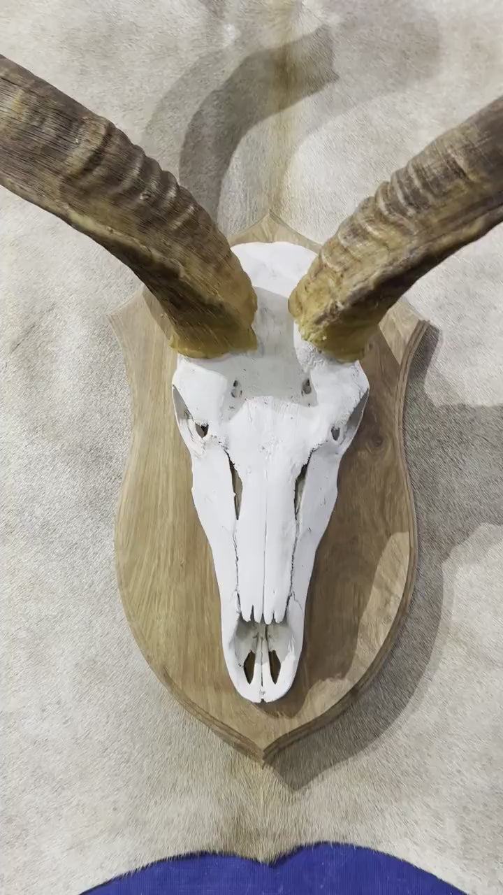 Huge Real Kudu Skull African Antelope Horn + Skull (horns are around 45 inches measured around the curls)